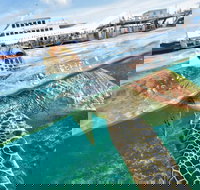 Scenic Helicopter Flight to Moore Reef and Return Snorkeling Cruise from Cairns - Holiday Jervis Bay