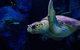 Sydney Attractions Pass: SEA LIFE Aquarium, Sydney Tower Eye, WILD LIFE Zoo And Madame Tussauds - thumb 1