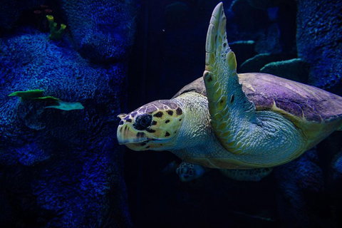 Sydney Attractions Pass: SEA LIFE Aquarium, Sydney Tower Eye, WILD LIFE Zoo And Madame Tussauds - Holiday Jervis Bay 1