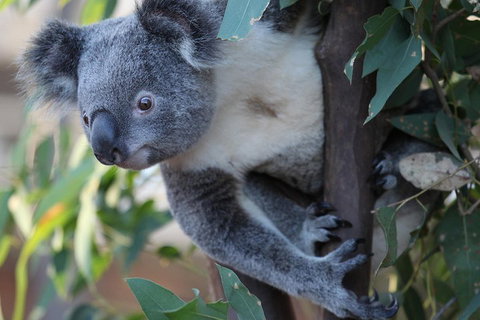 Sydney Attractions Pass: SEA LIFE Aquarium, Sydney Tower Eye, WILD LIFE Zoo And Madame Tussauds - Holiday Jervis Bay 2