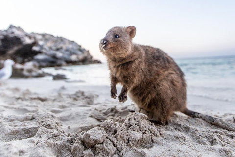 Rottnest Island All-Inclusive Grand Island Tour From Fremantle - Holiday Jervis Bay 2