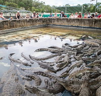 Hartley's Crocodile Adventures Day Trip from Palm Cove - Holiday Jervis Bay