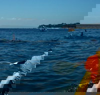 Mornington Peninsula Kayak Coastline Tour of Dolphin Sanctuary - Holiday Jervis Bay