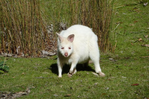 7-Day Super Value Tour Of Tasmania: Explore Tasmania's West And East Coasts - Holiday Jervis Bay 1