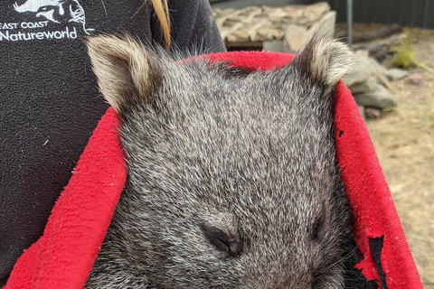 2-Day Tas East Coast Escape Tour Including Bay Of Fires, Wineglass Bay & Devils - Holiday Jervis Bay 3