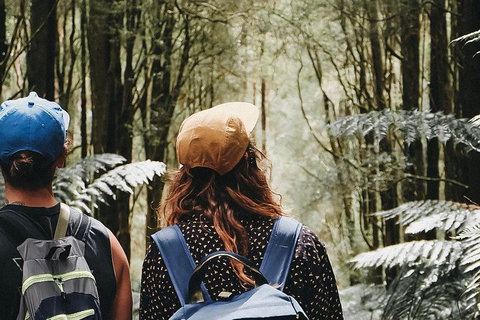 Small Group - 12 Apostles, Otways & Great Ocean Road Day Tour From Melbourne - Holiday Jervis Bay 3