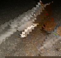 Private Tour to Paronella Park Historic Village Herberton and wild life Wallaby - Holiday Jervis Bay