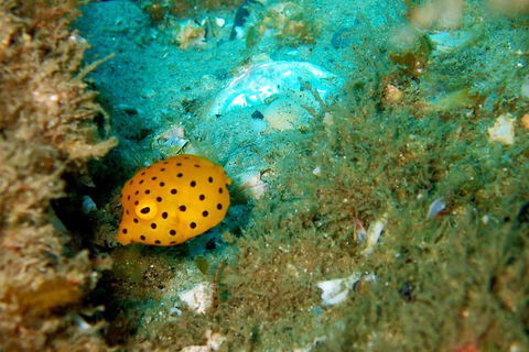 Wave Break Island Scuba Diving On The Gold Coast - Holiday Jervis Bay 3