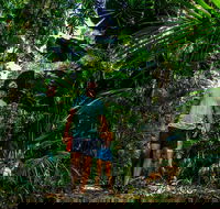 Full Day Daintree Rainforest and Mossman Gorge Tour - Holiday Jervis Bay