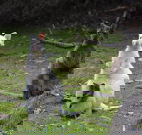 Full-Day Guided Bruny Island Tour from Hobart - Holiday Jervis Bay