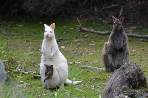 Full-Day Guided Bruny Island Tour From Hobart - Holiday Jervis Bay 0