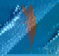 Buccaneer Explorer - Holiday Jervis Bay