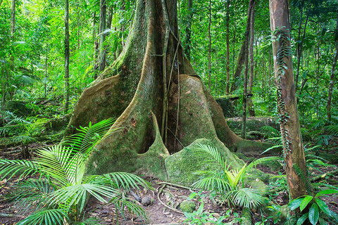 Mossman Gorge Adventure Day - Holiday Jervis Bay 4