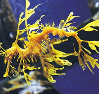 SEA LIFE Melbourne Aquarium Admission Ticket - Holiday Jervis Bay