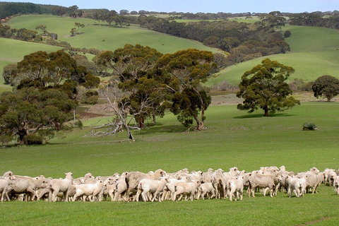 Kangaroo Island Luxury Small Group 'Island Life' Full Day Tour - Holiday Jervis Bay 1