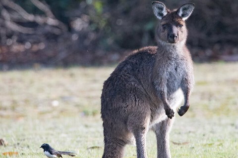 Kangaroo Island Luxury Small Group 'Island Life' Full Day Tour - Holiday Jervis Bay 2