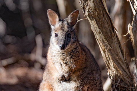 Kangaroo Island Luxury Small Group 'Island Life' Full Day Tour - Holiday Jervis Bay 3