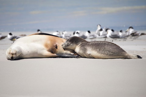 Kangaroo Island Luxury Small Group 'Island Life' Full Day Tour - Holiday Jervis Bay 5