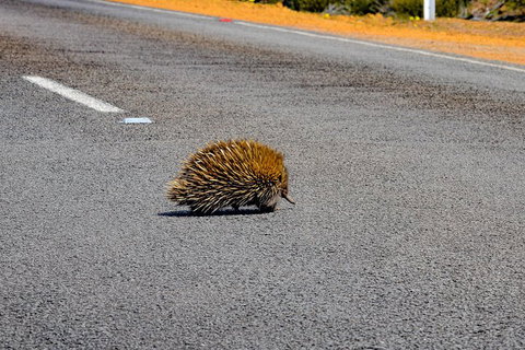 Kangaroo Island Luxury Small Group 'Flinders Chase Focus' Full Day Tour - Holiday Jervis Bay 3
