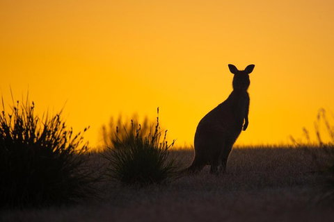 Kangaroo Island Luxury Small Group 'Flinders Chase Focus' Full Day Tour - Holiday Jervis Bay 5