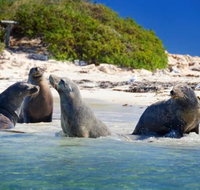 Dolphin Penguin and Sea Lion Cruise - Holiday Jervis Bay