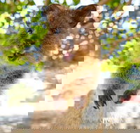 Discover Rottnest with Ferry  Bus Tour from Perth or Fremantle - Holiday Jervis Bay