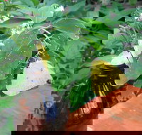 Australian Butterfly Sanctuary- Virtual Interactive Tour With Private Guide - Holiday Jervis Bay