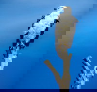 Kangaroo Island 75-Minute Ocean Safari - Holiday Jervis Bay