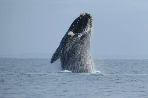 Kangaroo Island 75-Minute Ocean Safari - Holiday Jervis Bay 2