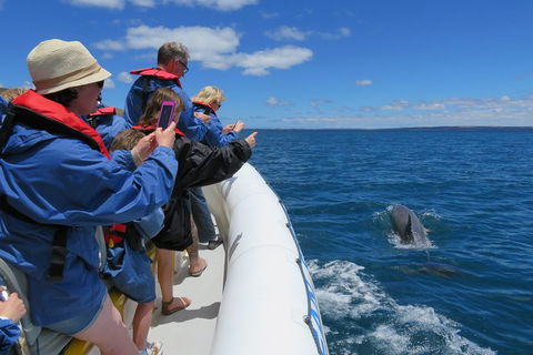 Kangaroo Island 75-Minute Ocean Safari - Holiday Jervis Bay 3