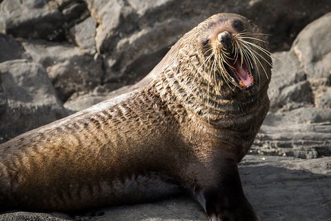 Kangaroo Island 75-Minute Ocean Safari - Holiday Jervis Bay 5
