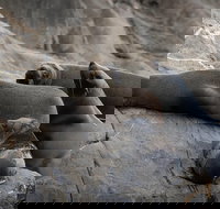 Kangaroo Island Ocean Safari - Snorkeling Safari - Holiday Jervis Bay