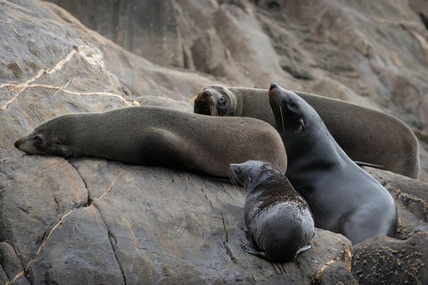 Kangaroo Island Ocean Safari - Snorkeling Safari - Holiday Jervis Bay 0