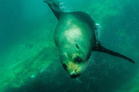 Kangaroo Island Ocean Safari - Snorkeling Safari - Holiday Jervis Bay 1