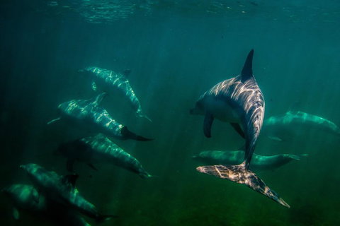 Kangaroo Island Ocean Safari - Snorkeling Safari - Holiday Jervis Bay 2