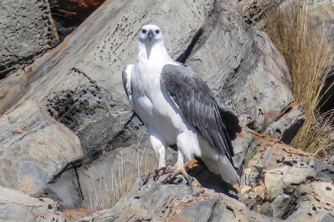 Kangaroo Island Ocean Safari - Snorkeling Safari - Holiday Jervis Bay 4