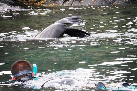 Kangaroo Island Ocean Safari - Snorkeling Safari - Holiday Jervis Bay 5