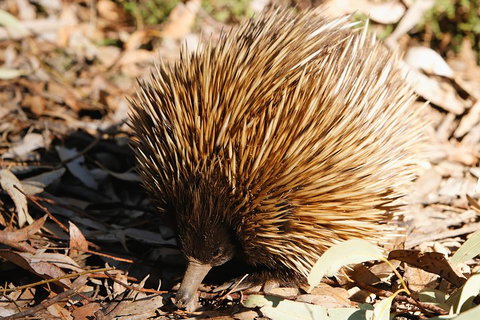 Kangaroo Island In A Day Tour From Adelaide - Holiday Jervis Bay 2