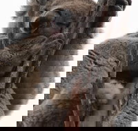 2-Day Kangaroo Island 4WD Small-Group Tour from Adelaide - Holiday Jervis Bay