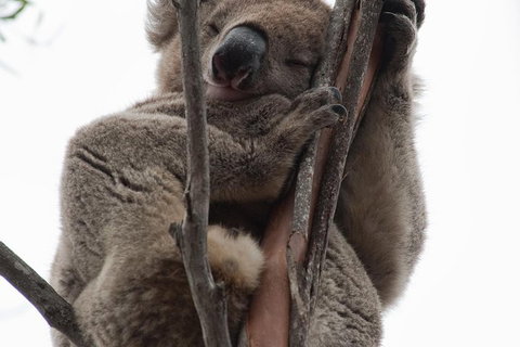 2-Day Kangaroo Island 4WD Small-Group Tour From Adelaide - Holiday Jervis Bay 0