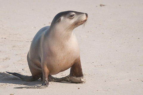 2-Day Kangaroo Island 4WD Small-Group Tour From Adelaide - Holiday Jervis Bay 4