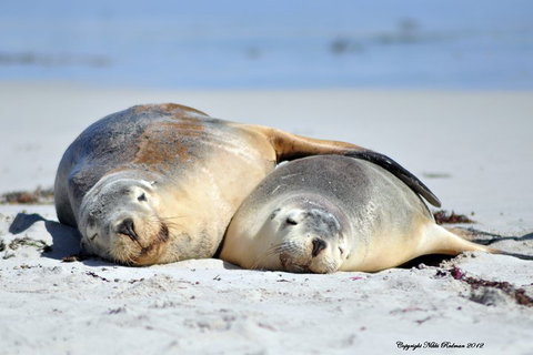 NEW TOUR - Kangaroo Island Road To Recovery Tour (1 Day/1 Night) - Holiday Jervis Bay 1