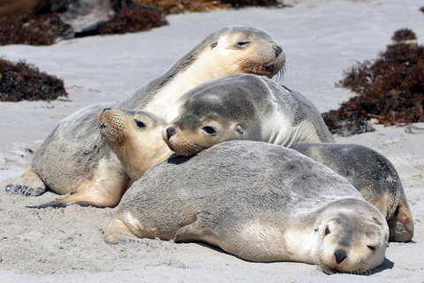 Small-Group Kangaroo Island 4WD Tour From Adelaide - Holiday Jervis Bay 1