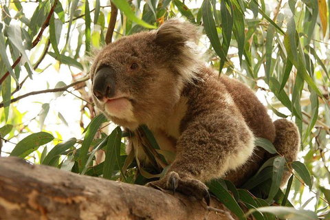 Private Tour: Great Ocean Road From Melbourne - Holiday Jervis Bay 1