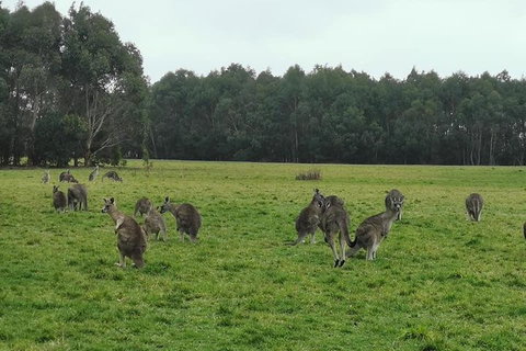 Private Tour: Great Ocean Road From Melbourne - Holiday Jervis Bay 4