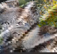 Kuranda Koala Gardens and Birdworld Admission Tickets - Holiday Jervis Bay