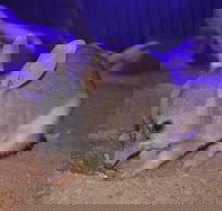 Kuranda Wildlife Experience Three Attraction Pass - Holiday Jervis Bay