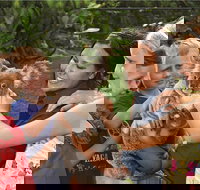 Kuranda Koala Gardens General Entry Ticket - Holiday Jervis Bay