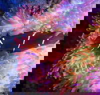 Cairns Aquarium by Twilight with 3-Course Dinner - Holiday Jervis Bay