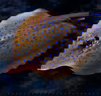 Cairns Aquarium Tour by Twilight with Drink and Appetiser - Holiday Jervis Bay